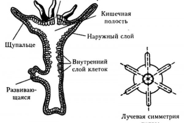 Кракен действующая ссылка