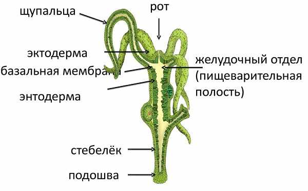 Линк кракена